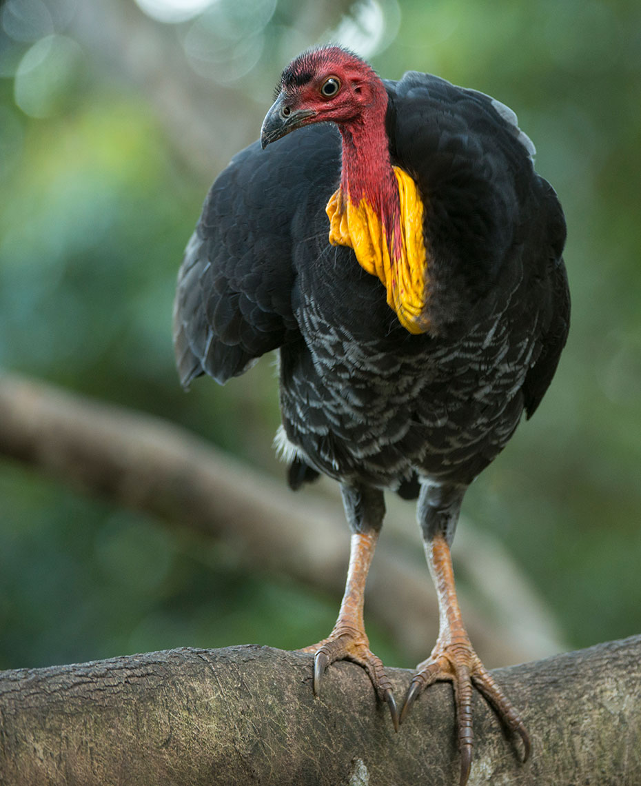 Brush Turkey