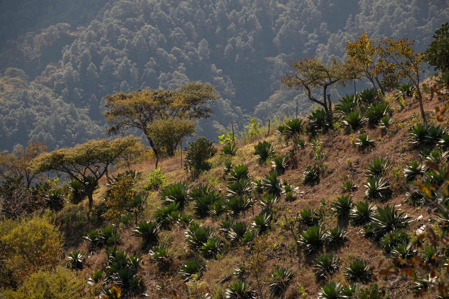 Mexico: Sustainable Mescal