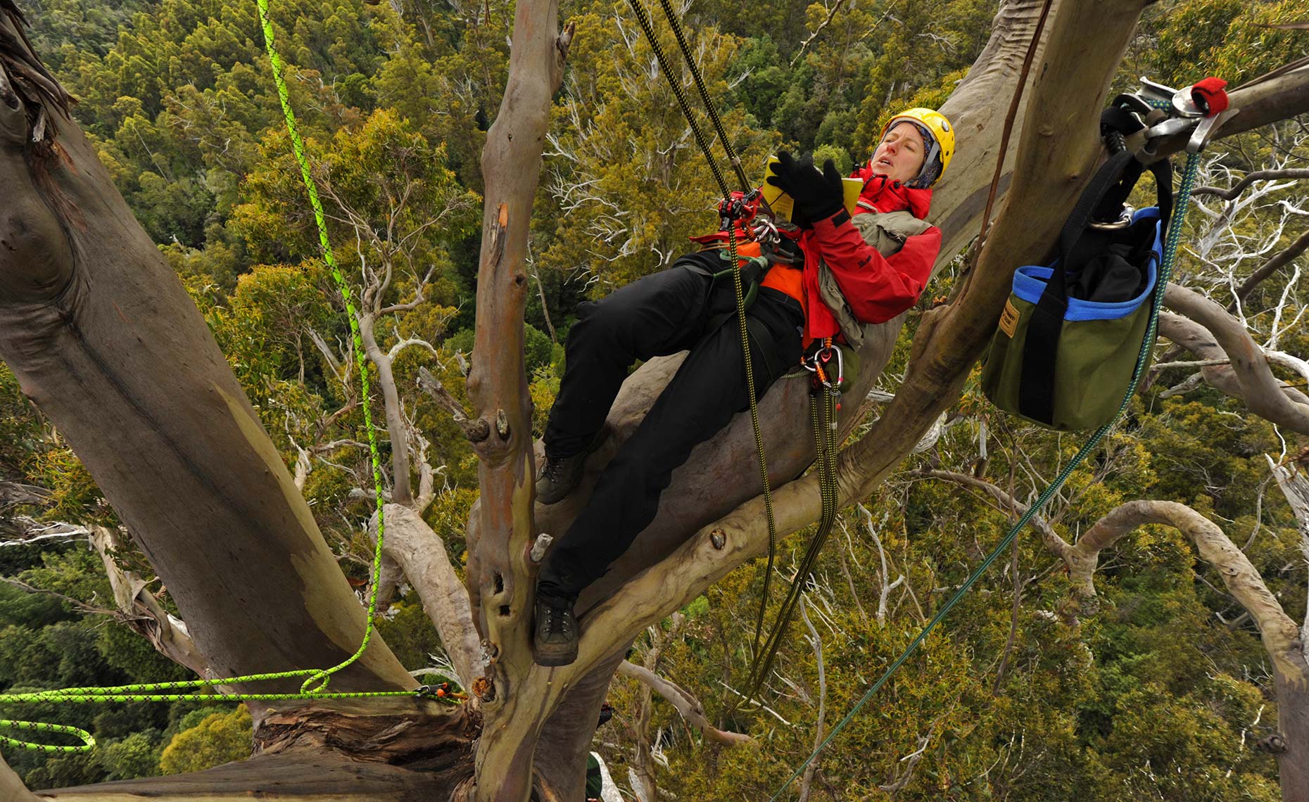 Giant Eucalyptus Trees: National Geographic magazine