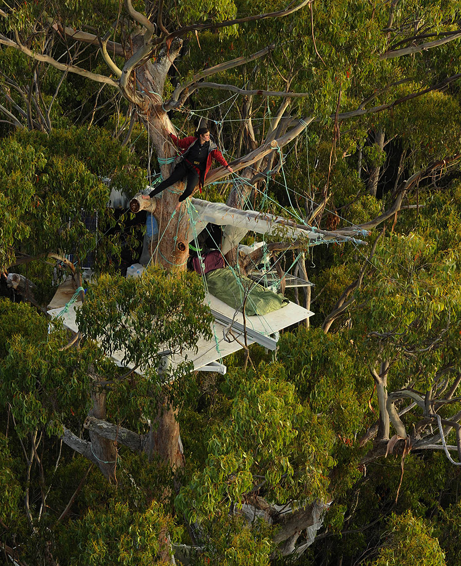 Giant Eucalyptus Trees: National Geographic magazine