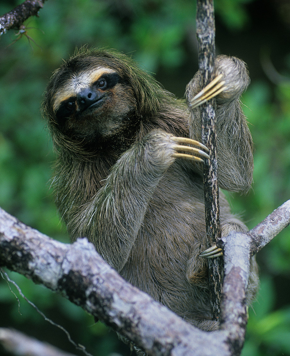 Pygmy Sloth Panama
