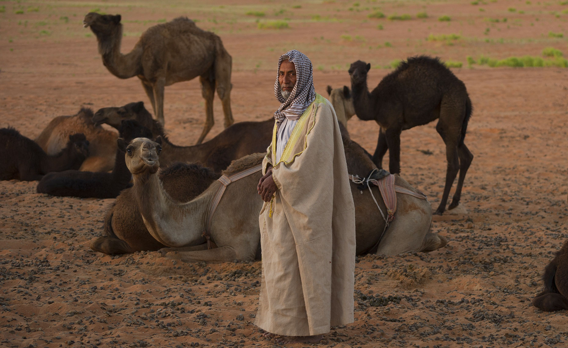 Camel Rancher I