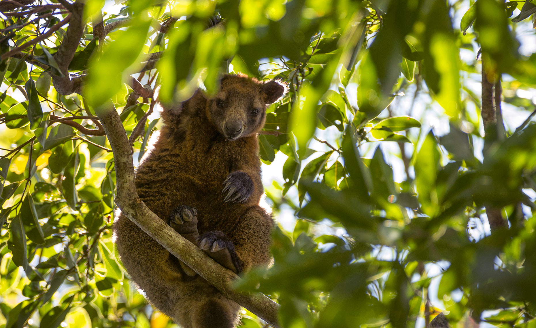 Tree Kangaroo