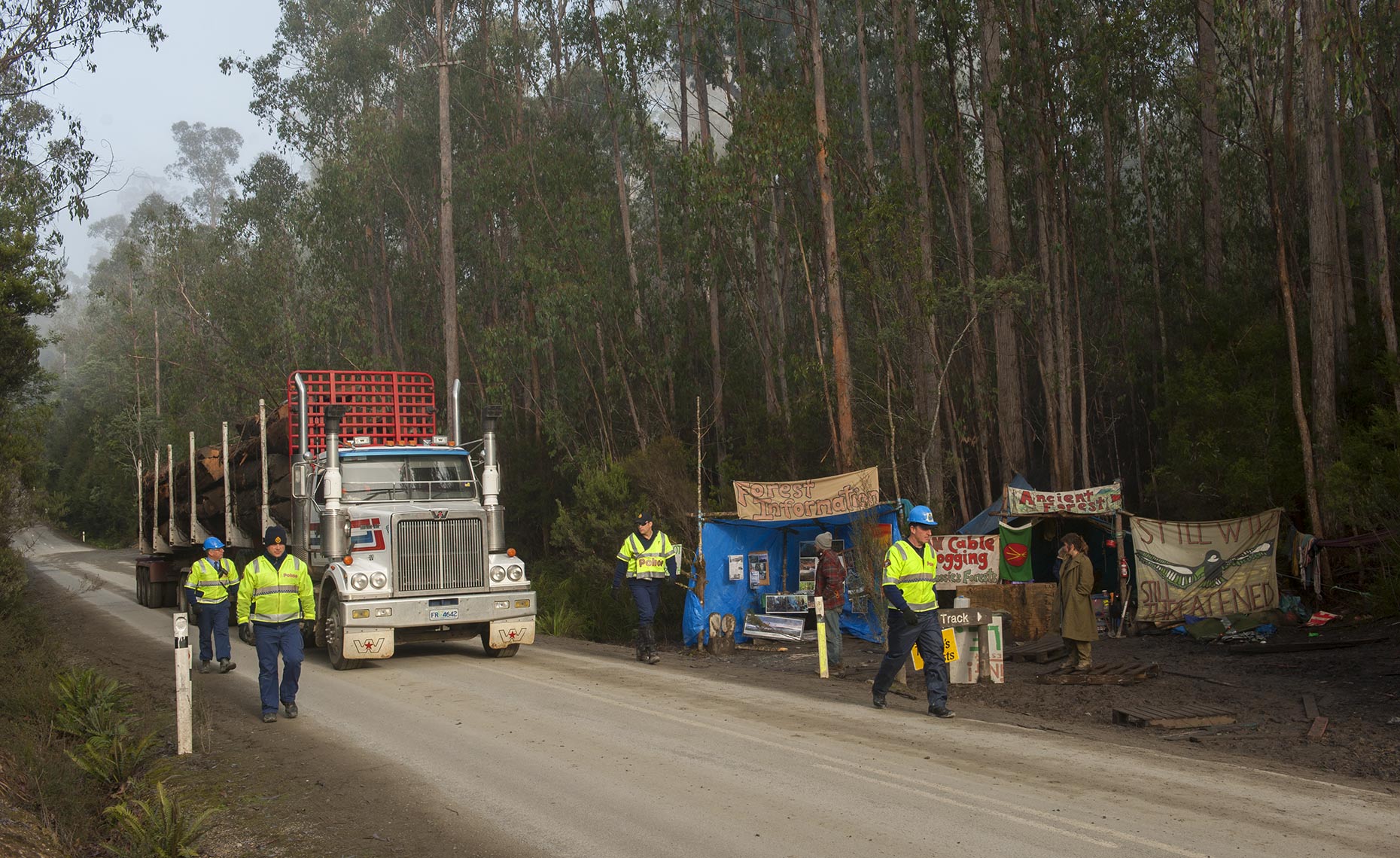 Giant Eucalyptus Trees: National Geographic magazine